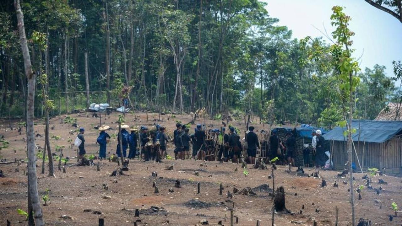 Tradisi Unik Ngaseuk Badui: Ribuan Warga Badui Serentak Tanam Padi Gogo di Lahan Darat, Pakai Batang Pohon!
