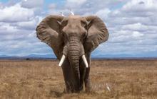 Indra Penciuman Tajam! 15 Hewan Ini Bisa Bantu Misi Penyelamatan, Termasuk Gajah
