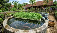 Cara Membuat Kolam Gurame Sekaligus Menanam Kangkung, Cocok untuk Lahan Terbatas
