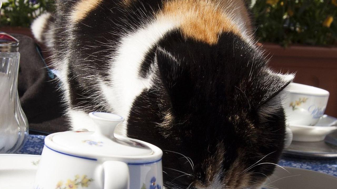 <b>Gejala Infeksi Virus Calici pada Kucing</b>