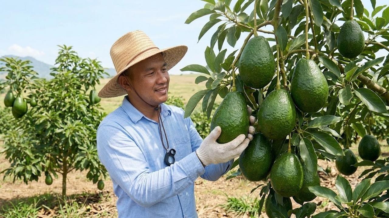 7 Cara Mengatasi Pohon Alpukat yang Berbuah Kecil-kecil agar Hasil Panen Lebih Maksimal