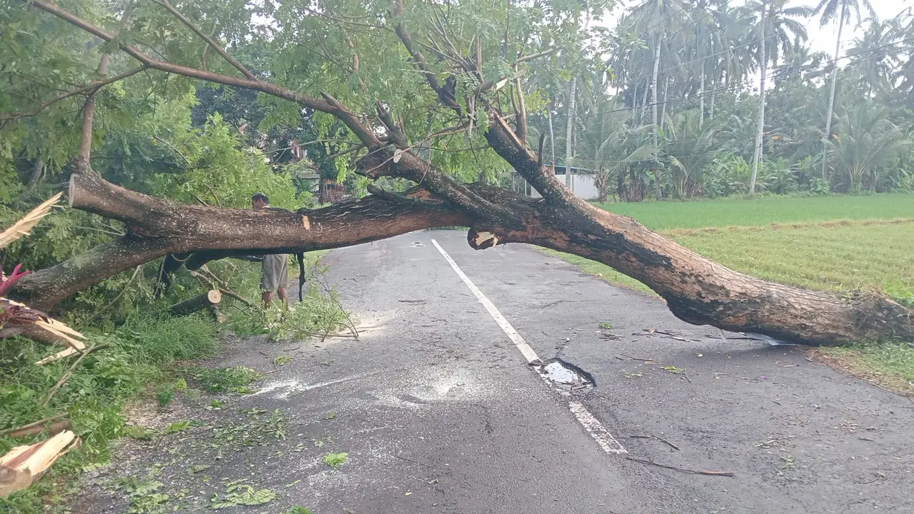Cuaca ekstrem di Banyuwangi picu pohon tumbang