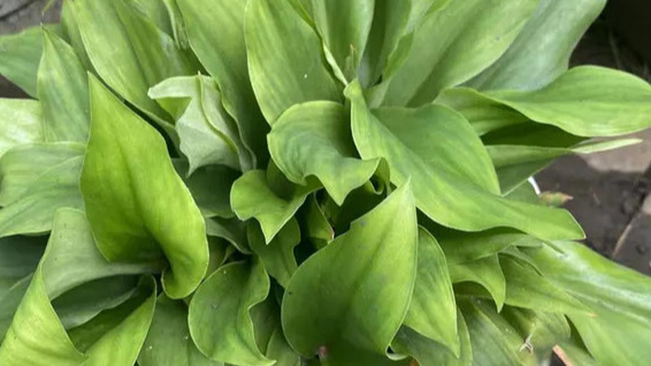 6 Keuntungan Daun Pandan Wangi, Menurunkan Tekanan Darah dan Meredakan Nyeri Sendi