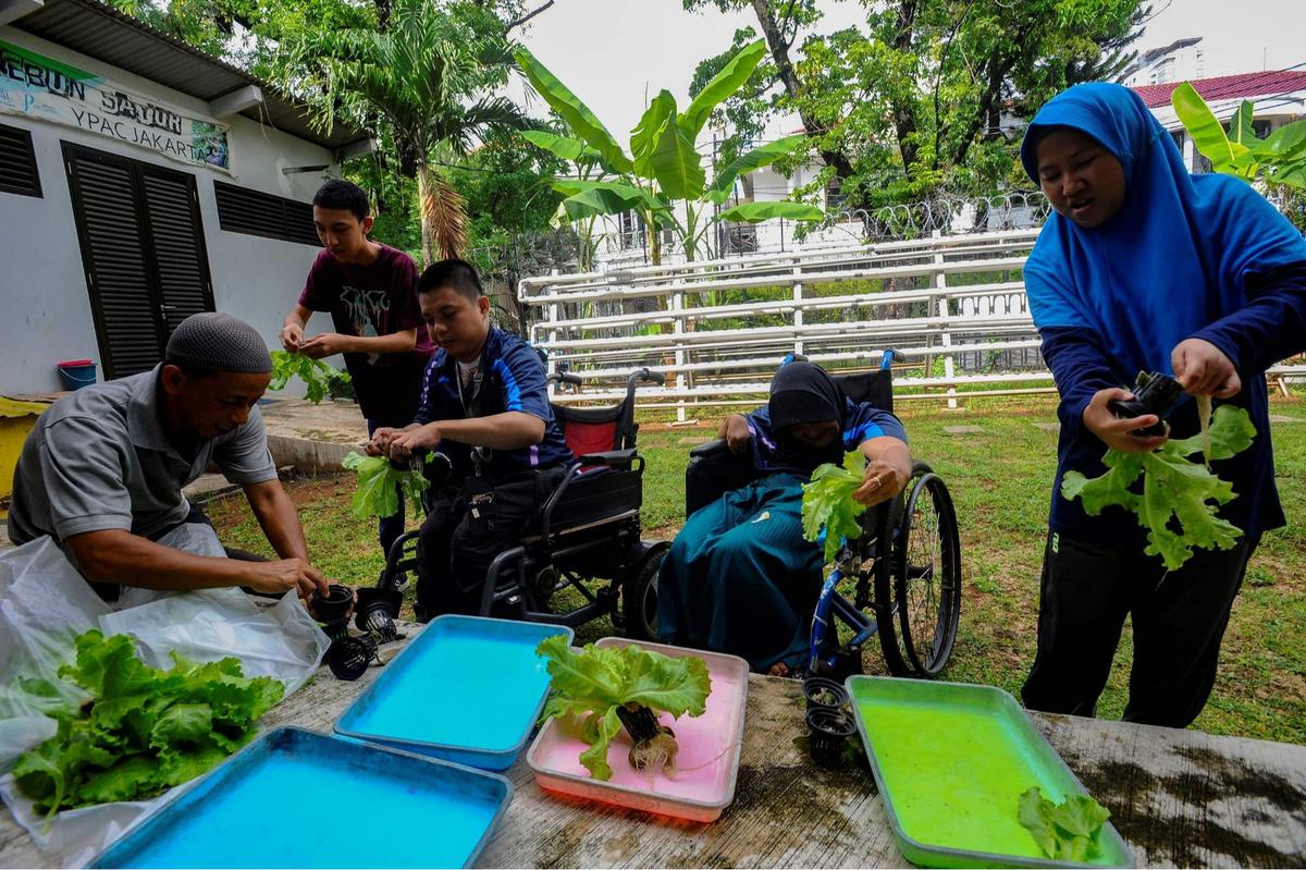 Murid difabel panen selada air di kebun hidroponik YPAC