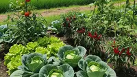 8 Jenis Tanaman Sayur yang Cocok Ditanam di Rumah Dekat Persawahan, Mudah Tumbuh dan Produktif