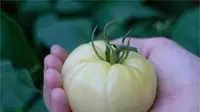 White Tomato atau Tomat Putih: Kandungan Nutrisi, Manfaat dan Cara Mengsumsi