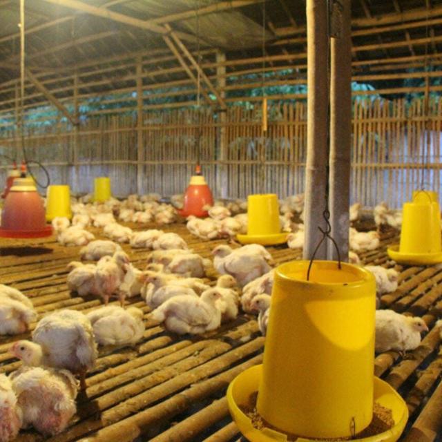  Gambar Kartun Peternak Ayam  Gambar  Kartun 