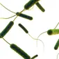 Mengenal Bakteri E-Coli