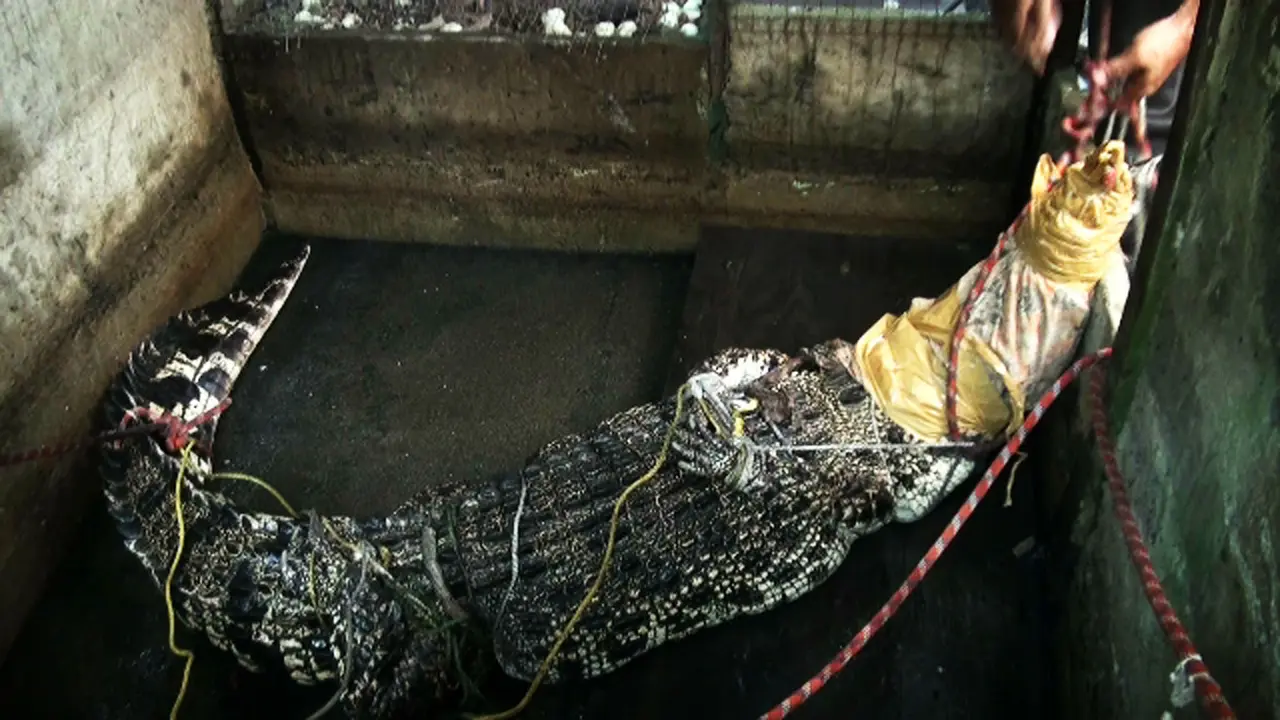 Buaya bekatak