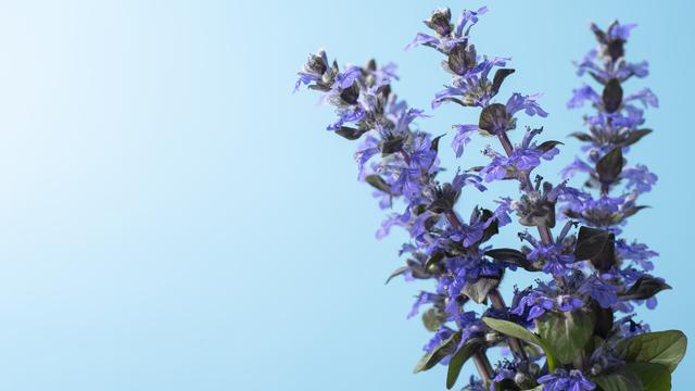 Ilustrasi bunga lavender/freepik.com/EyeEm