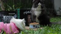 Makanan kucing Muezza