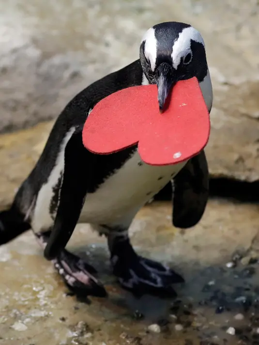 Seekor penguin membawa sarang berbentuk hati dari para ahli biologi di Akademi Ilmu Pengetahuan California yang terletak di San Francisco, Selasa (13/2). Kado itu sebagai bentuk perayaan hari Valentine atau kasih sayang. (AP Photo/Marcio Jose Sanchez)