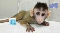 Foto yang dirilis 24 Januari 2019, seekor monyet dikloning yang lahir pada 12 Juli 2018 di sebuah lembaga penelitian di Shanghai. Ilmuwan China membuat kloning gen-suntingan dari monyet jenis makaka. (HO/CHINESE ACADEMY OF SCIENCES INST/AFP)