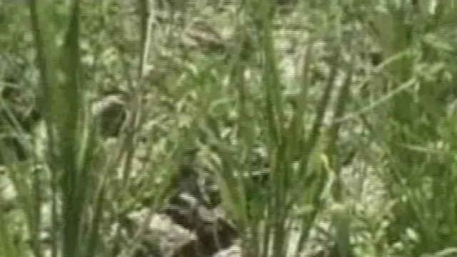 Dilanda Kekeringan, Sawah di Subang Bakal Gagal Panen