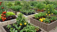Tips Mendesain Kebun Buah dan Sayur Beragam Warna, Produktif Sekaligus Estetik