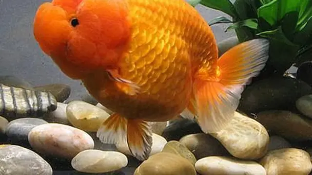 Ilustrasi Ikan Mas Koki Lionhead (Foto: cometgoldfish.blogspot.com.au/pinterest)