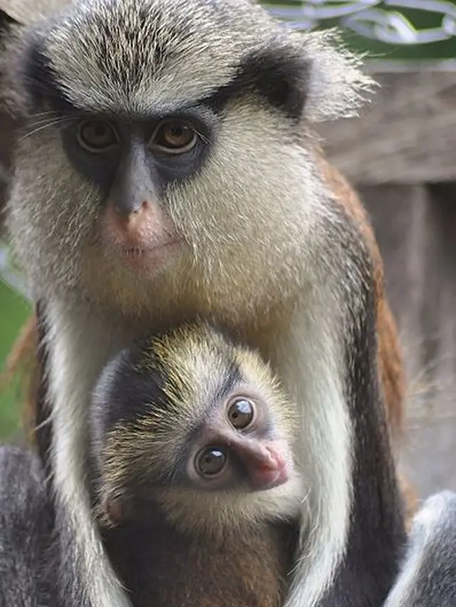 Ilustrasi Mona Monkey | Wikimedia Commons