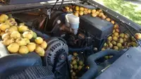 Kap mesin mobil dipenuhi buah kenari (Carscoops)