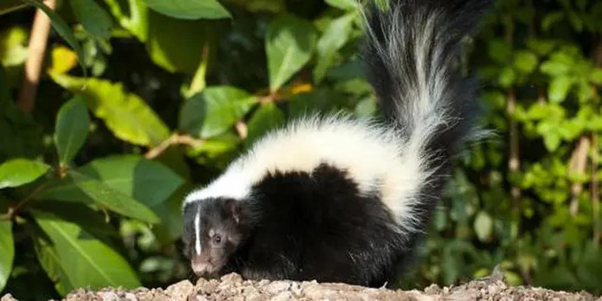 Waspada! Ini 4 Hewan Paling Banyak Menyebarkan Virus Rabies di Dunia