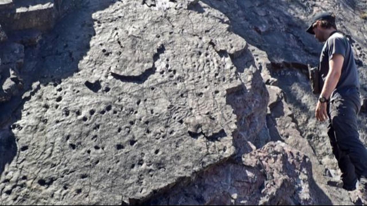 Penampakan Fosil Pohon Tertua di Bumi, Ditemukan di Balik Tebing Laut Berusia 390 Juta Tahun