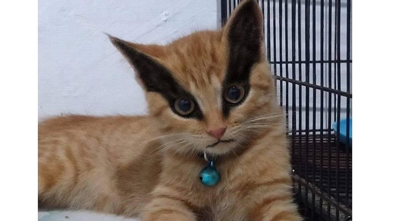 6 Potret Kucing Berdandan Bak Karakter Anime Naruto, Bikin Gemas