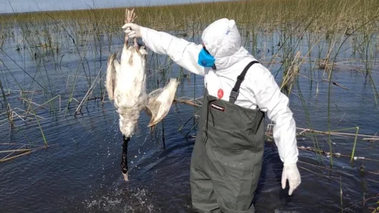 Vaksin Penghambat Virus Flu Burung