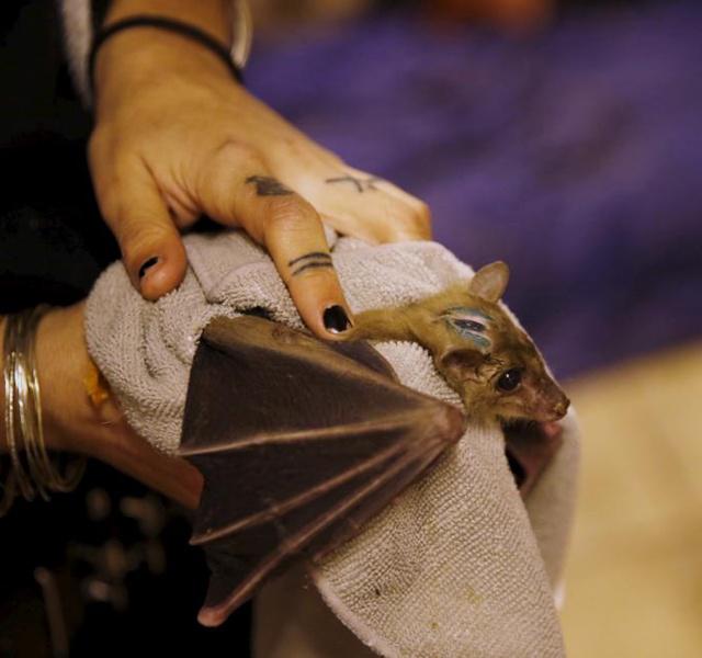 Nora sedang merawat kelelawar yang ia temukan terluka di sekitar rumahnya | Photo: Copyright reuters.com