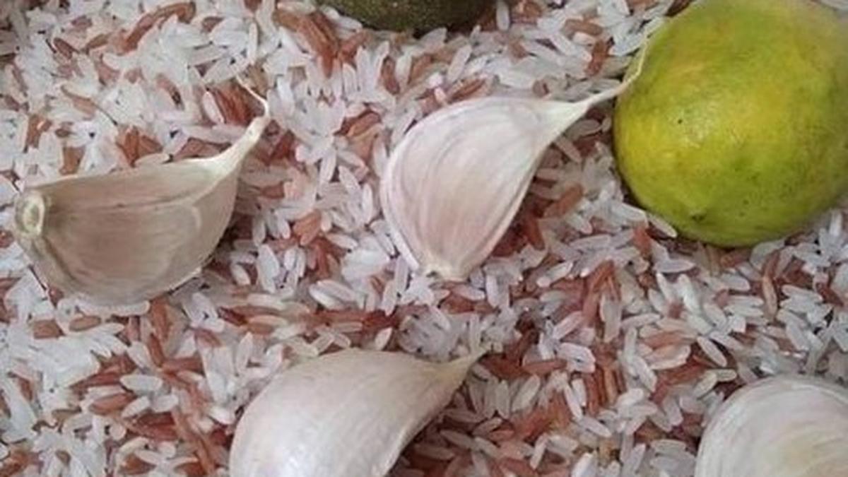 Cara Efektif Mengusir Kutu Beras Tanpa Cabai dan Cuka, Dijamin Ampuh