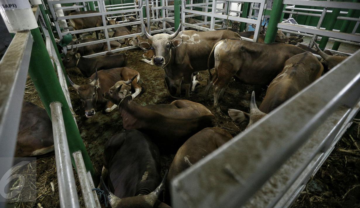 Sejumlah sapi yang diangkut dengan kapal khusus ternak Camara Nusantara I baru saja tiba di Pelabuhan Tanjung Priok, Jakarta, Selasa (9/2). Jenis ternak yang diangkut adalah sapi Bali 300 ekor dan 200 ekor sapi Sumba Ongole. (Liputan6.com/Faizal Fanani)
