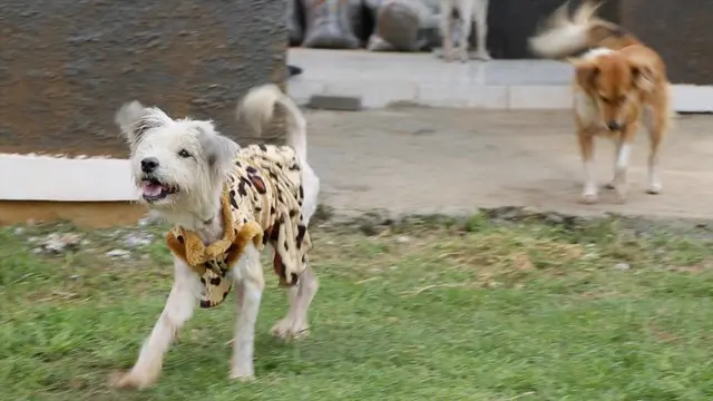 PAWRADISO: Penyelamatan Dramatis Seekor Anjing Terrier