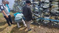 Ribuan karang batu hitam ilegal yang ada di Rupbasan Gorontalo (Arfandi/Liputan6.com)