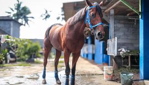 Salah satu kuda milik tim Blue Blood Stable. (Istimewa)