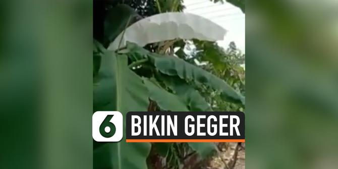 VIDEO: Daun Pisang Berwarna Putih Bikin Geger, Disebut Mirip Kain Kafan