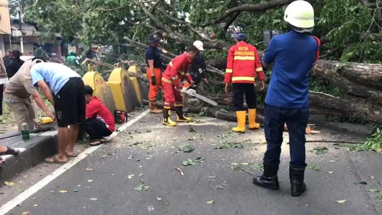 Akses jalan Kota Tangerang menuju Jakarta Selatan (Jaksel) terjadi kemacetan parah akibat angin kencang tiba-tiba saja membuat roboh sebuah pohon jenis Angsana.