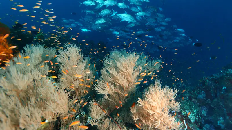 Menyelami Pesona Bawah Laut Sumatera Cocok Untuk Memanjakan Mata