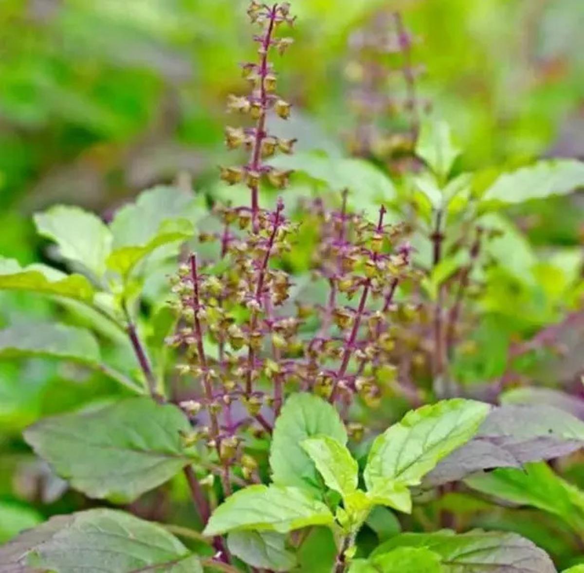 Cara Merebus Daun Tulsi untuk Kontrol Gula Darah hingga Cegah Penyebaran Kanker