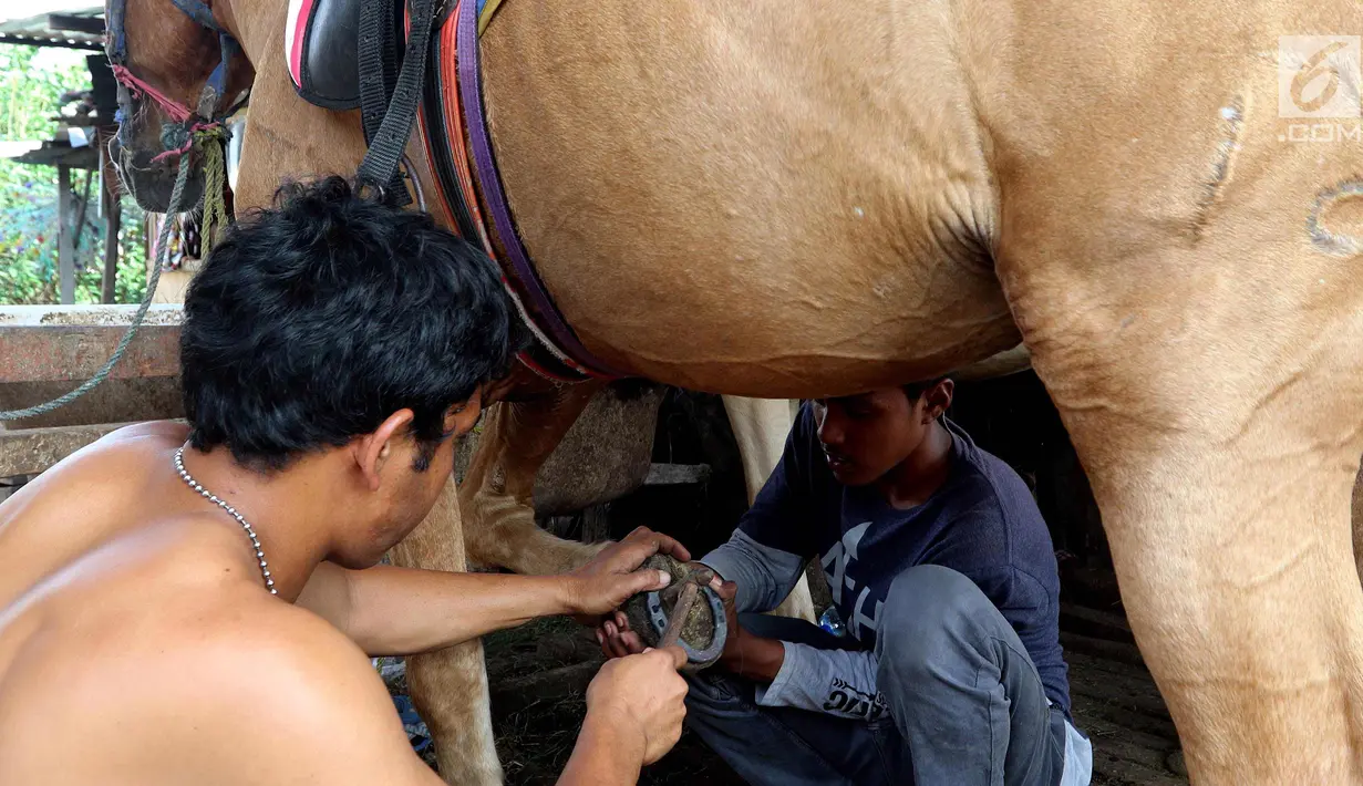 Kusir memasangkan sepatu kuda di Kelurahan Jatinegara, Kec Cakung, Jakarta, Sabtu (27/1). Dengan menarik andong setiap harinya rata-rata kusir mendapatkan antara 30 - 100 ribu perharinya untuk menghidupi keluarganya. (Liputan6.com/Johan Tallo)