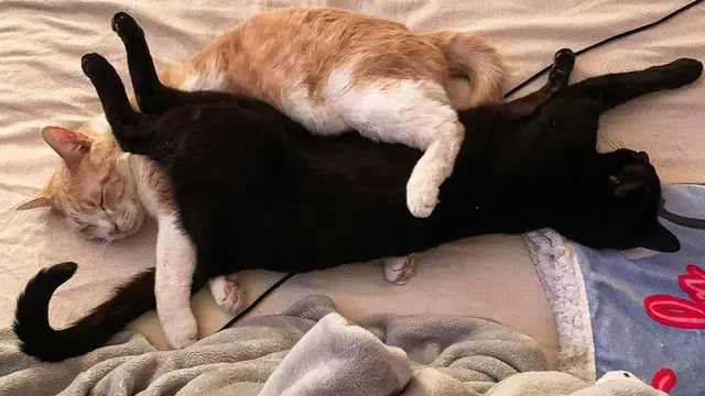 8 Potret Menggemaskan Kucing-Kucing yang Dipelihara Bersama