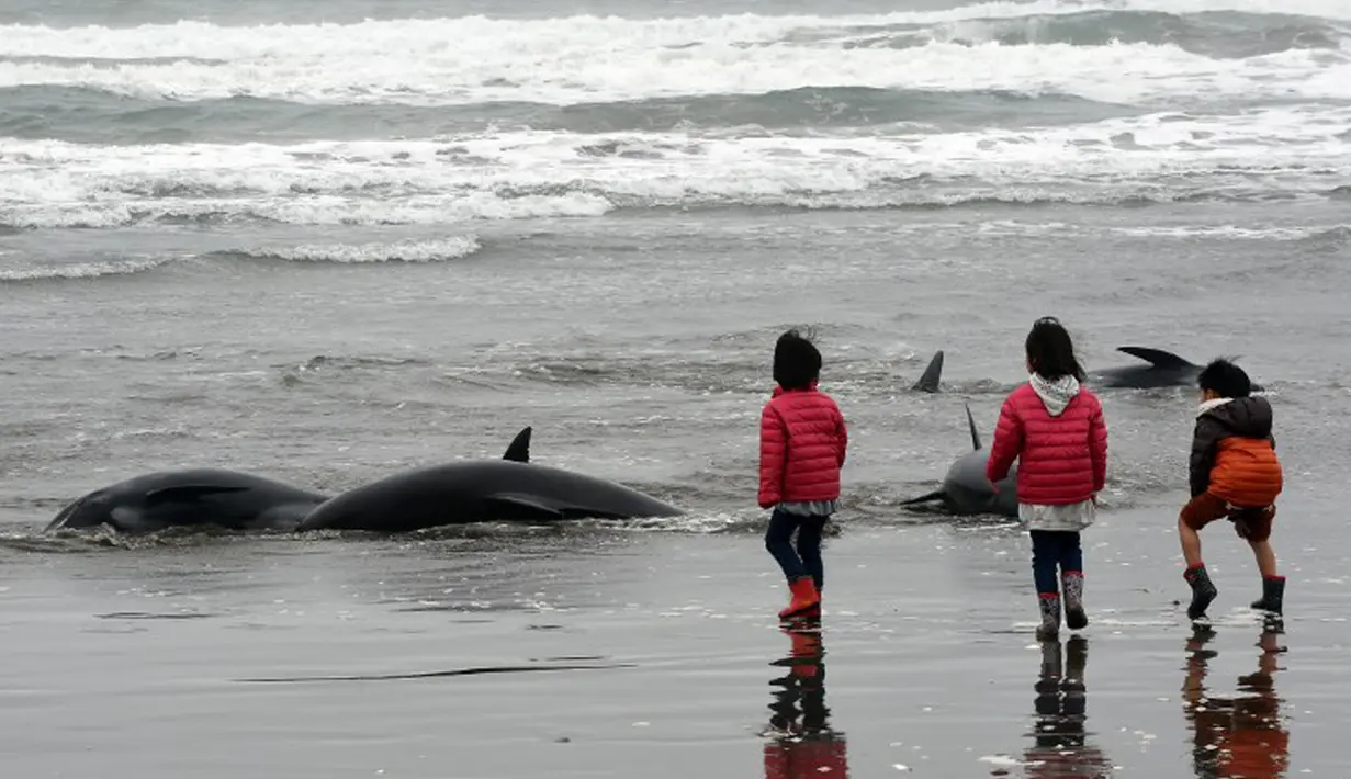 Lebih dari 130 lumba-lumba berkepala ikan paus (Pephonocephala Electra) terdampar di pantai Hokota, Jepang, Jumat (10/4/2015). Beberapa anak melihat dari dekat sejumlah ikan yang terdampar dipinggir pantai Hokota. (AFP PHOTO/Toshifumi Kitamura)