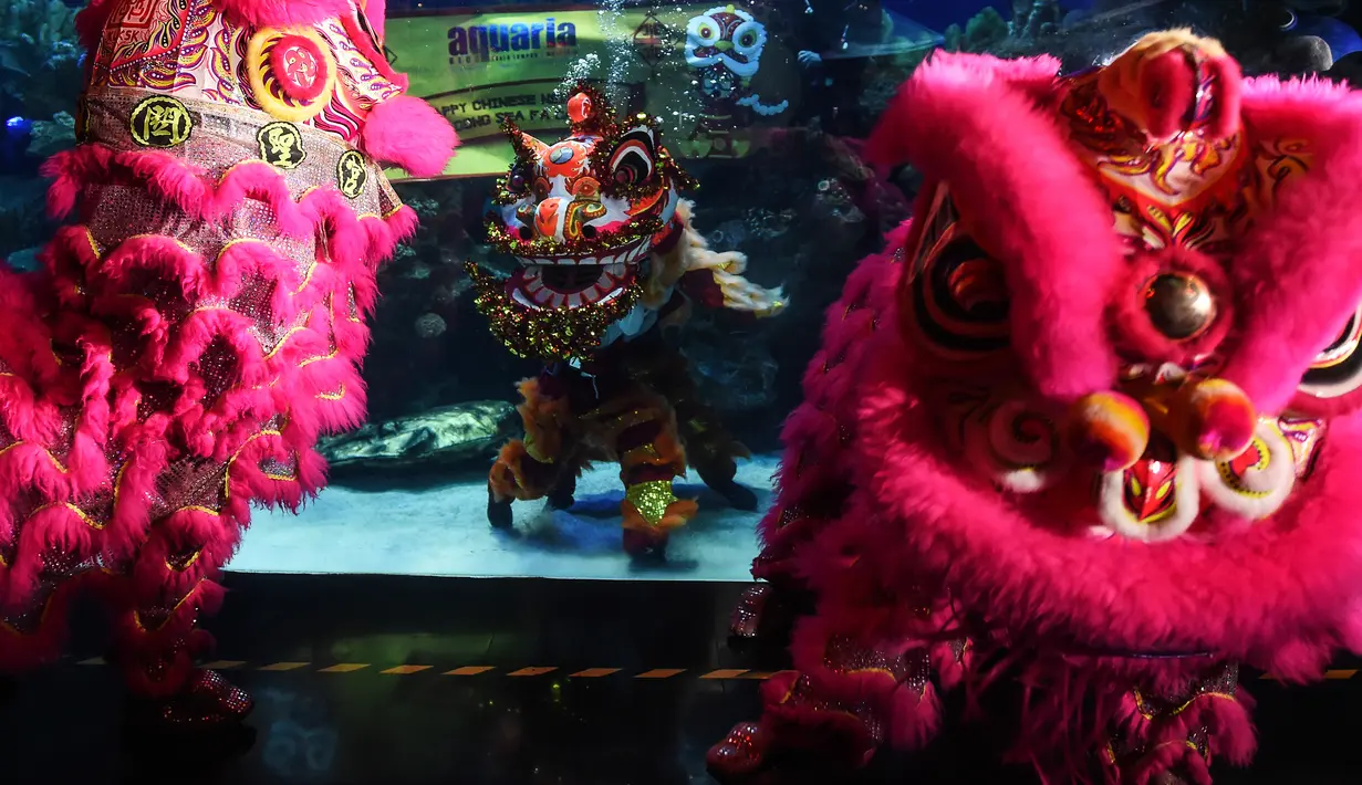 Penyelam melakukan atraksi barongsai dengan hiu yang mengelilingi mereka di taman bawah laut Aquaria KLCC, Kuala Lumpur, 30 Januari 2019. Pertunjukan Barongsai di dalam air ini merupakan kegiatan rutin dalam 10 tahun terakhir. (Mohd RASFAN / AFP)