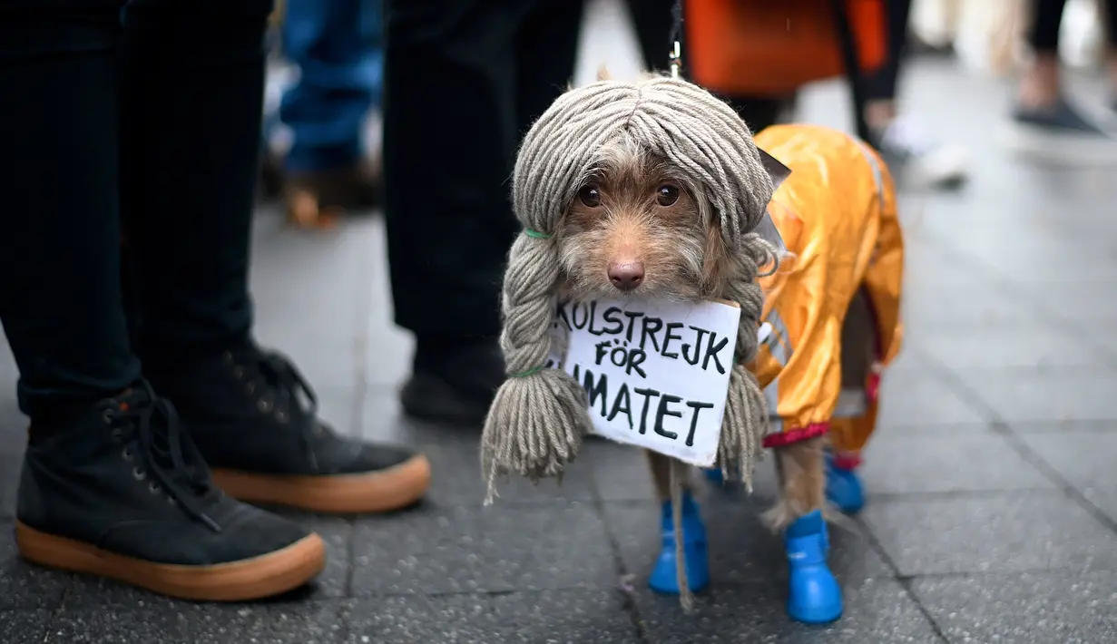 Seekor anjing mengenakan kostum ala aktivis iklim Greta Thunberg saat menghadiri Tompkins Square Halloween Dog Parade di Manhattan, New York City, Amerika Serikat, Minggu (20/10/2019). (Johannes EISELE/AFP)