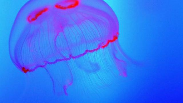 Ubur-ubur dapat hidup kembali dan beranak pinak meski tak melewati proses seksual (AFP)