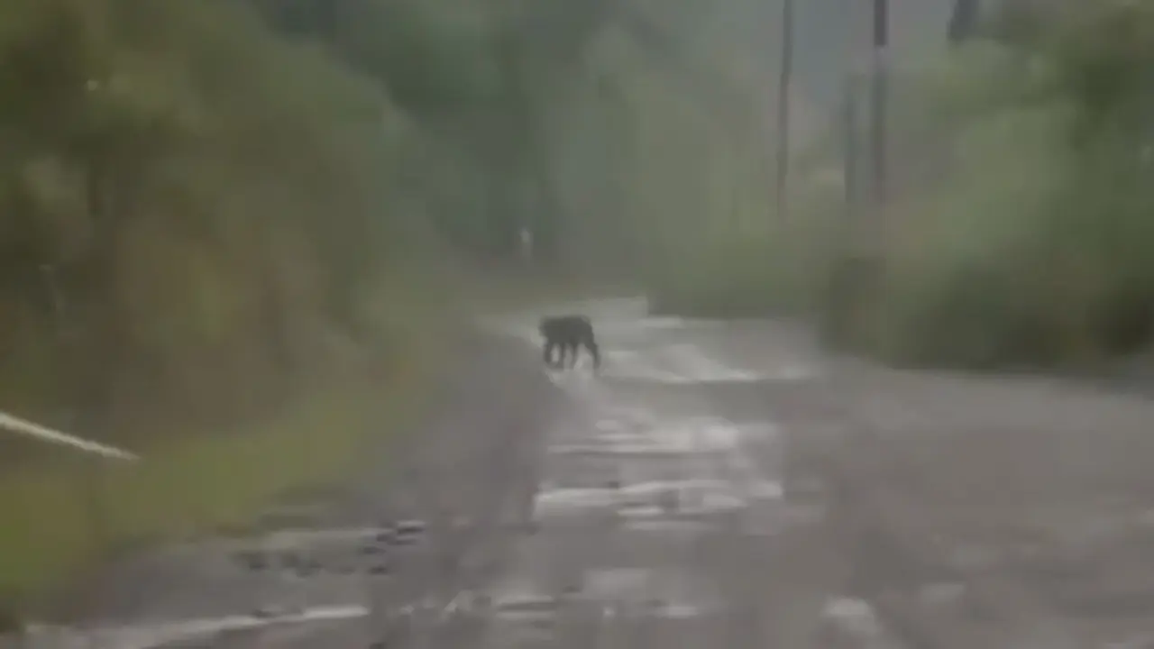 Sebuah rekaman video singkat viral di mana memperlihatkan harimau Sumatera yang berjalan di kawasan proyek pembangunan Pembangkit Listrik Tenaga Air (PLTA) Batangtoru, Tapanuli Selatan, Sumatera Utara.