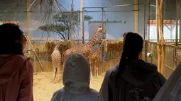 Pengunjung berkumpul melihat bayi jerapah 'Melman' di sebuah kandang Kebun Binatang The Beauval di Prancis barat, Selasa (13/7/2021). Jerapah reticulated (Giraffa camelopardalis reticulata) yang berasal dari Afrika bagian timur, merupakan spesies terancam punah. (Guillaume SOUVANT / AFP)