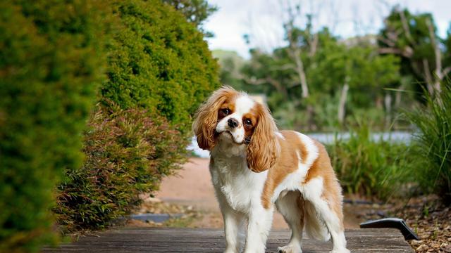 Cavalier King Charles Spaniel