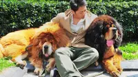Seorang pengusaha Cina membeli seekor anak anjing Tibet seharga Rp 22 miliar. (Foto: Nydailynews.com)