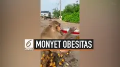 Seekor monyet di Bangkok, Thailand menarik perhatian penduduk lokal karena memiliki tubuh yang tidak biasa. Layaknya manusia, monyet itu terlihat obesitas karena kebanyakan makan.
