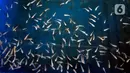 Pekerja menyortir anakan ikan cupang hias yang siap dibesarkan di pusat budidaya cupang Boston Betta Serpong, Tangerang Selatan, Selasa (8/12/2020). Dalam sebulan Boston Betta mampu menjual Ikan cupang hias sebanyak 10 ribu ekor dengan harga Rp20 ribu - Rp1,5 juta per ekor. (merdeka.com/Dwi Narwoko)