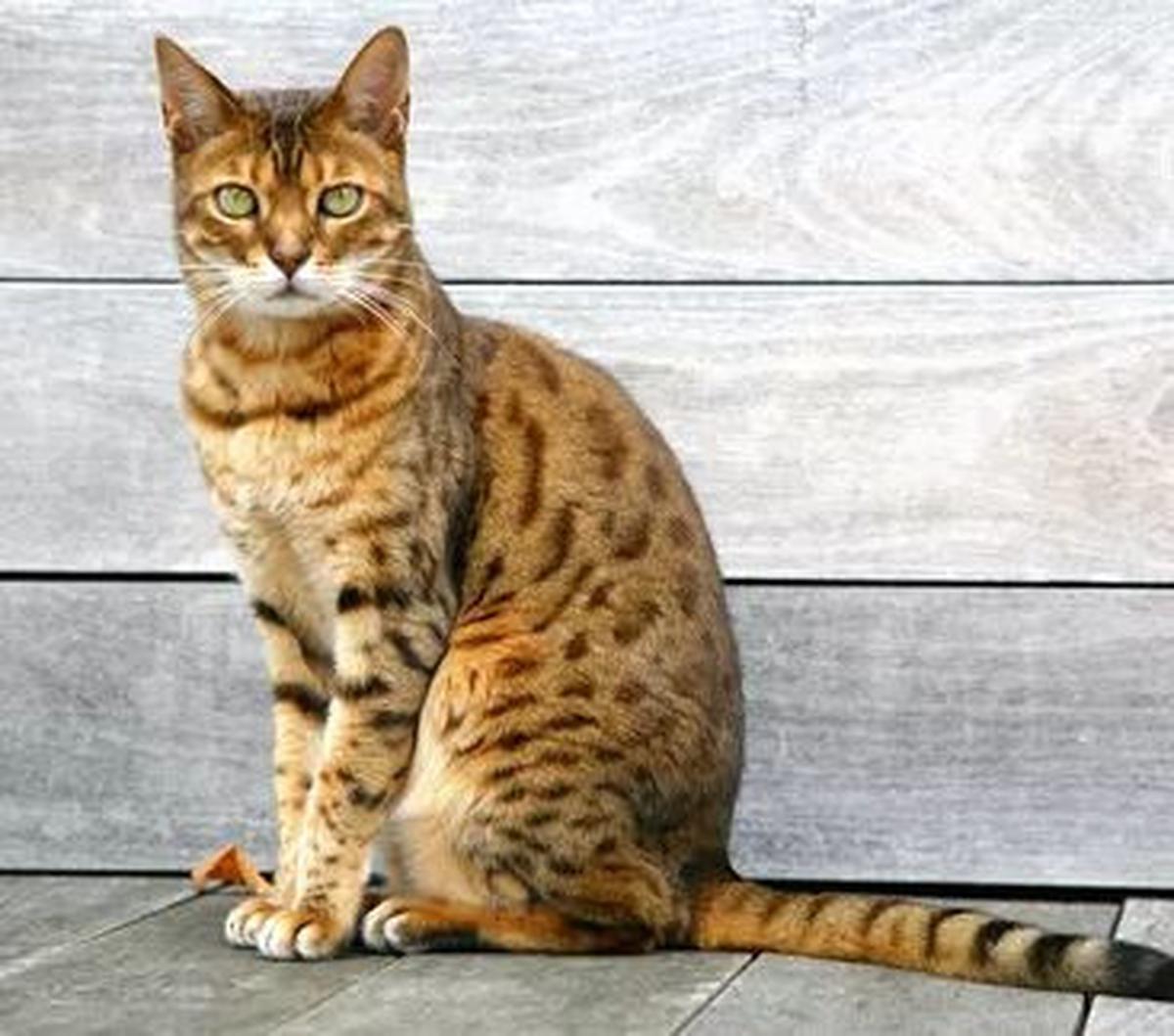 Kucing merupakan salah satu hewan favorit untuk dijadikan hewan peliharaan. Tak hanya lucu namun tingkahnya yang menggemaskan membuat banyak orang memilih kucing sebagai peliharaan.