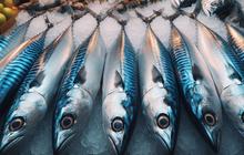 Pakar Gizi Sebut Kandungan DHA dari Ikan Tak Tergantikan oleh Sumber Makanan Lain